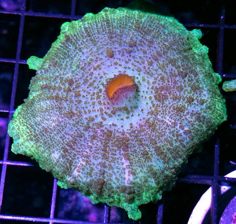 3.5" Funkadelic Neglecta Umbrella Mushroom