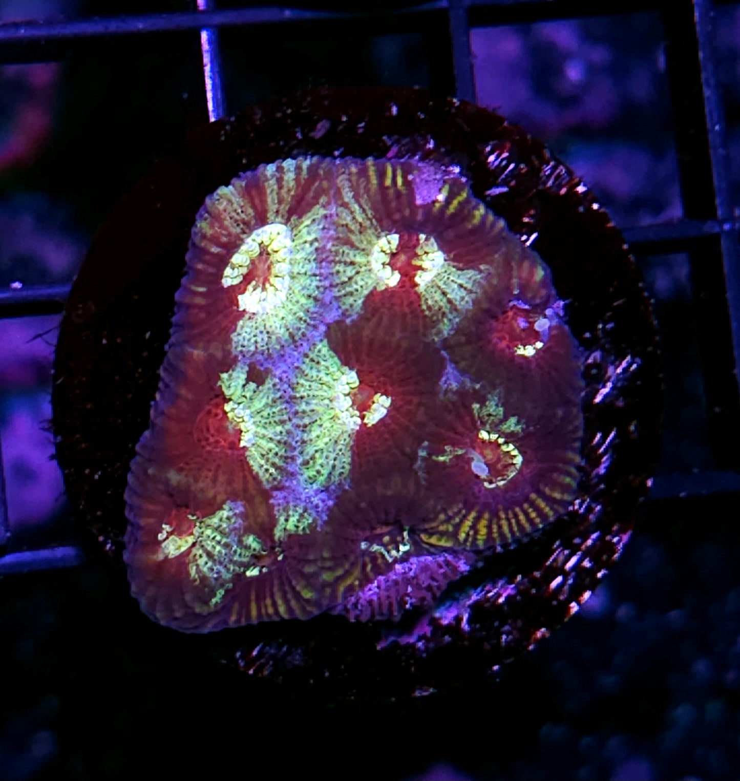 Witches and Warlocks Favia