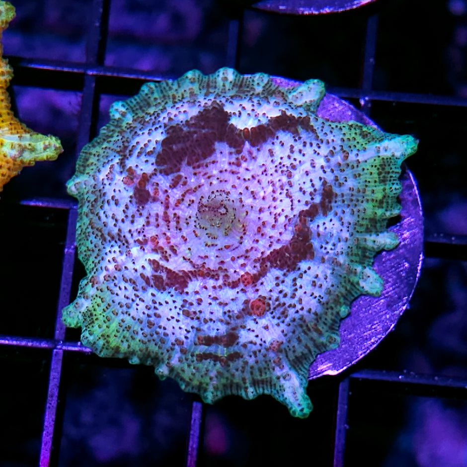 Spider Webs Neglecta Umbrella Mushroom