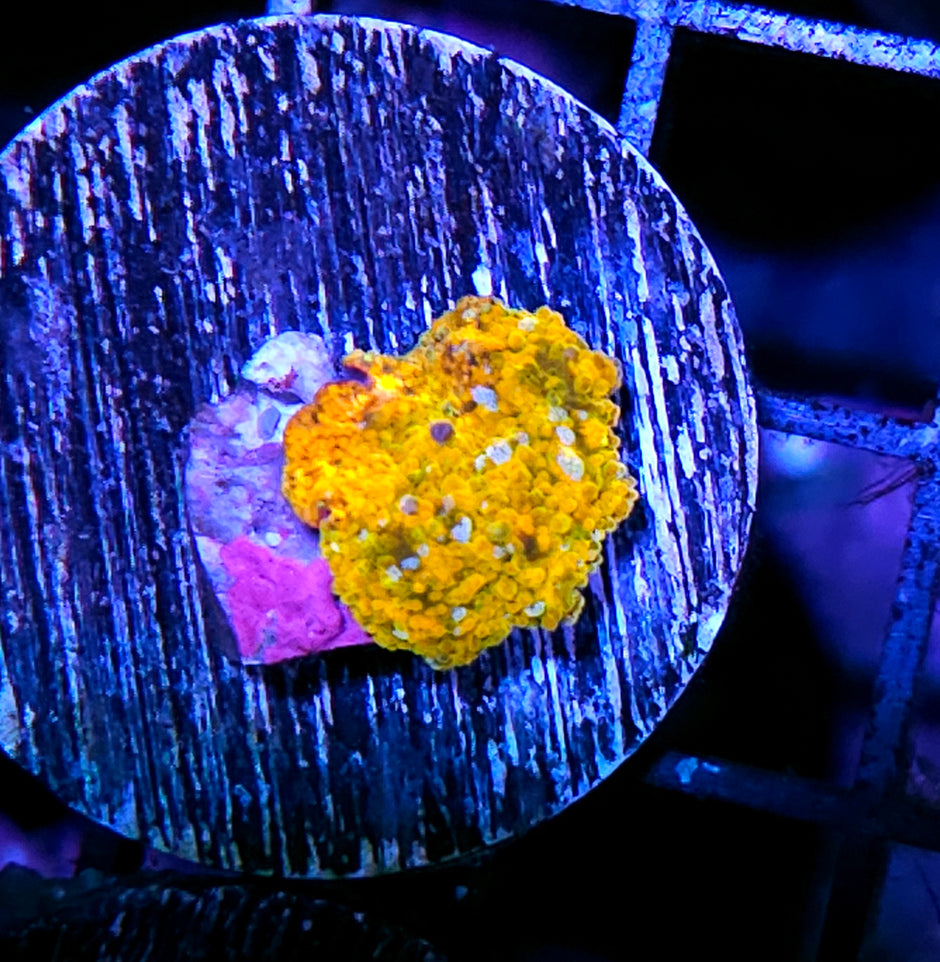 HF Golden Child Mushroom