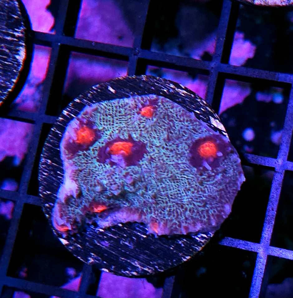 HF Bane of Man Chalice