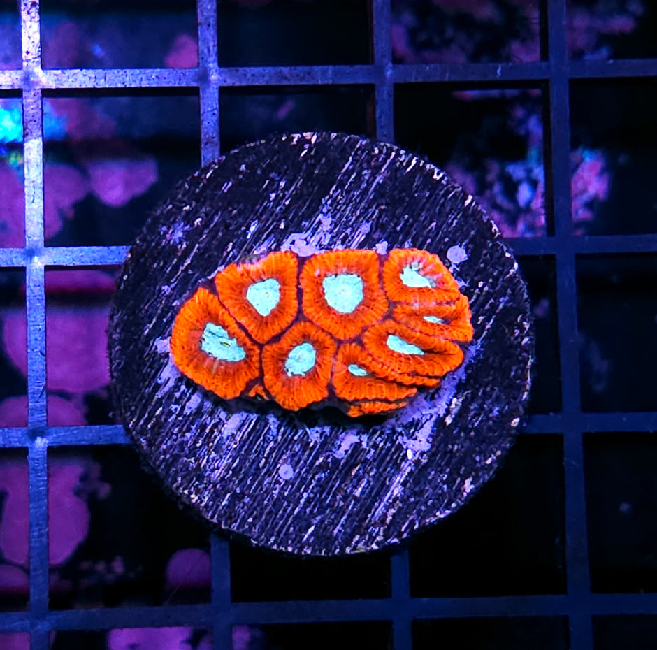 Frostbite Flames Micro Favia