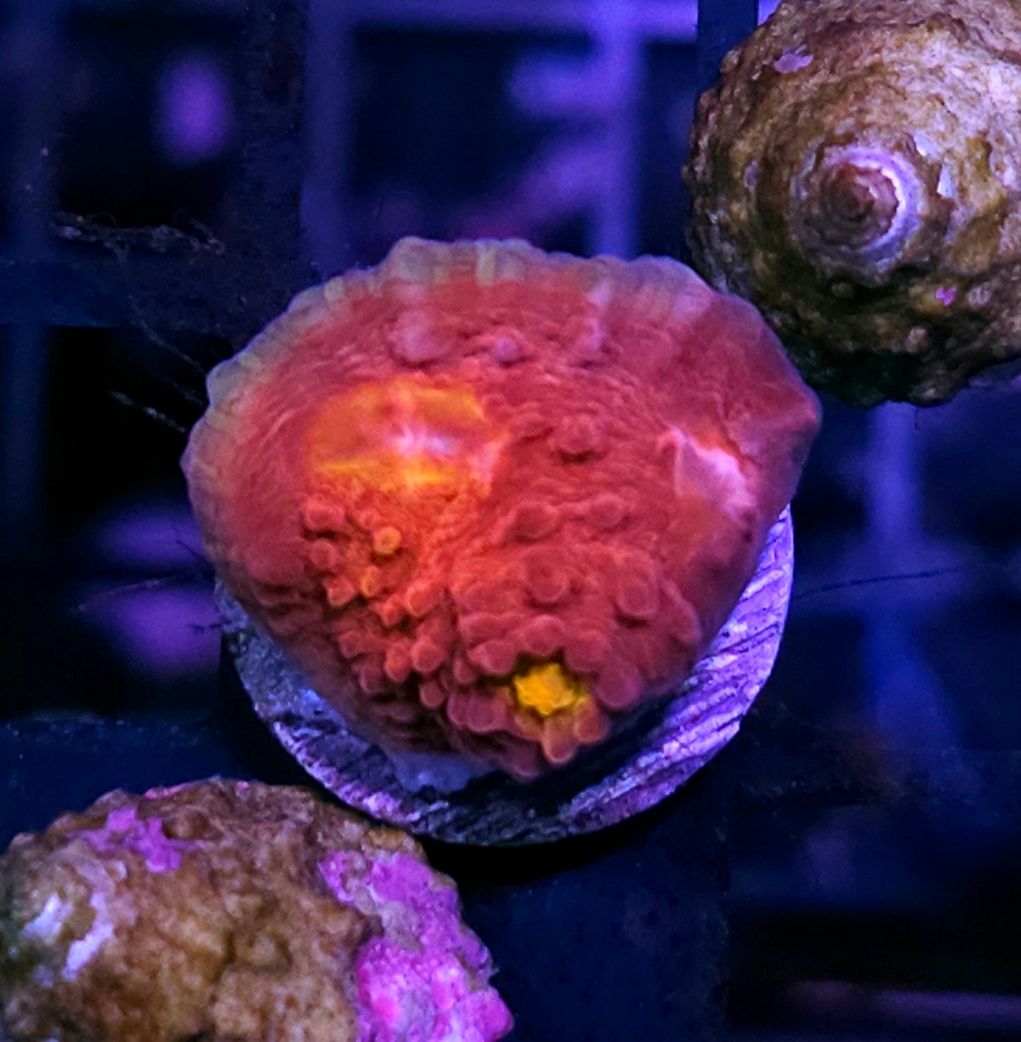 HF Wine Sipper Chalice