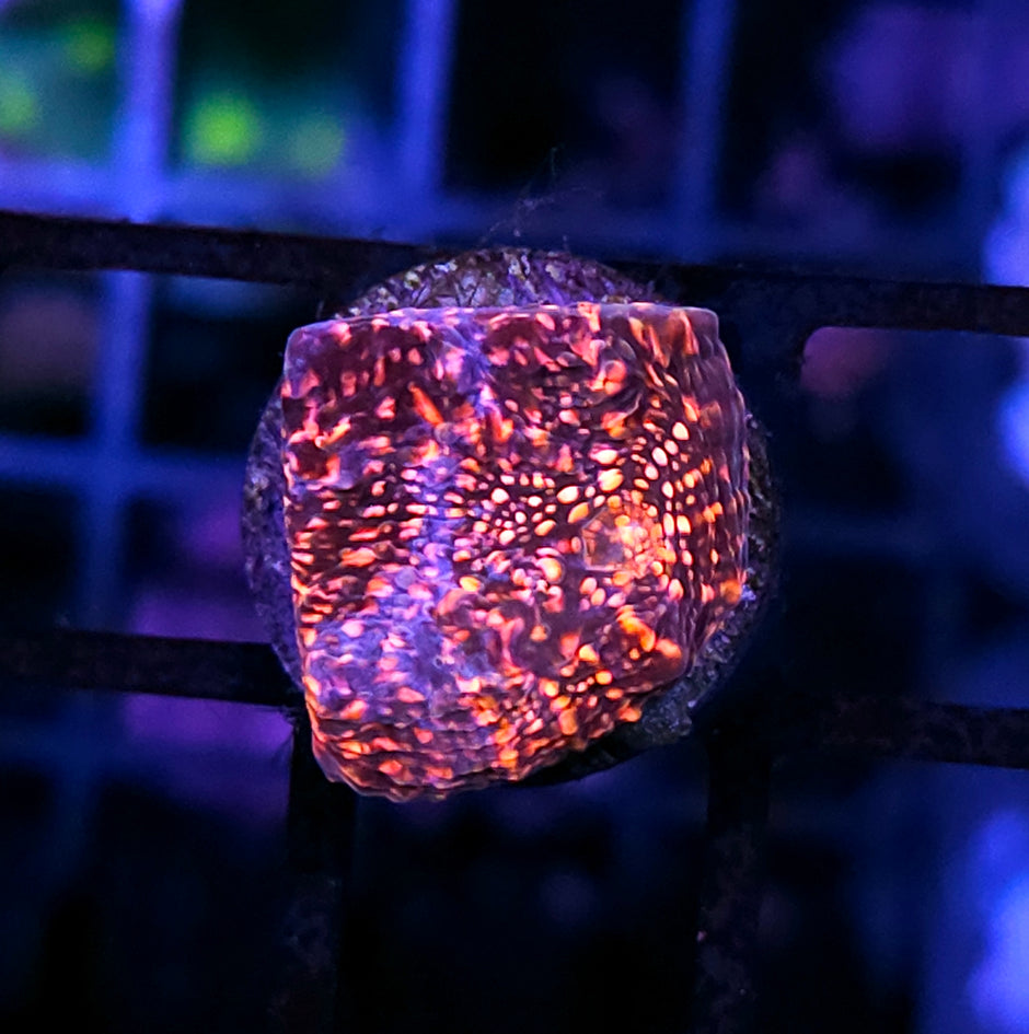 DR Pink Cadillac Chalice