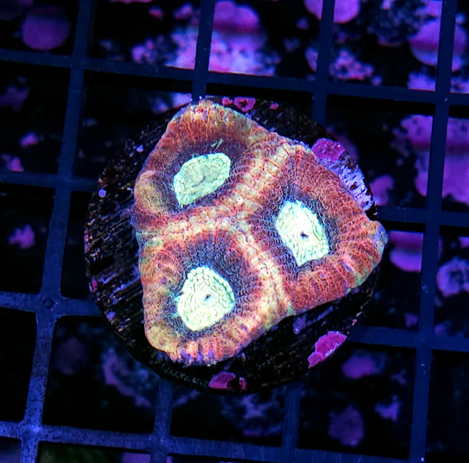 Battlestar Prism Favia