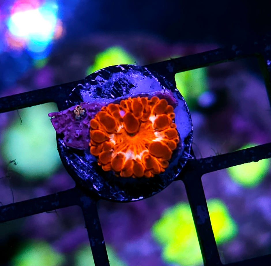 Shockwave Indonesian Blasto