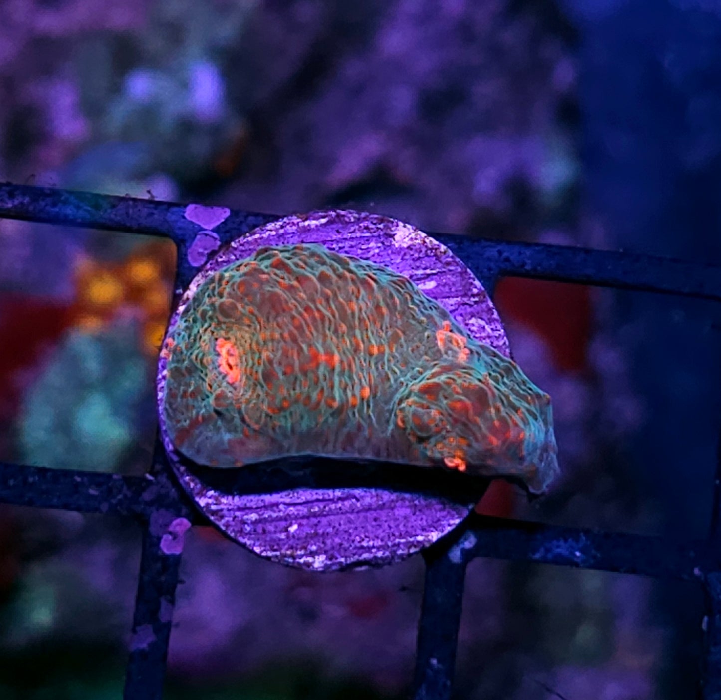 Tropic Paradox Chalice