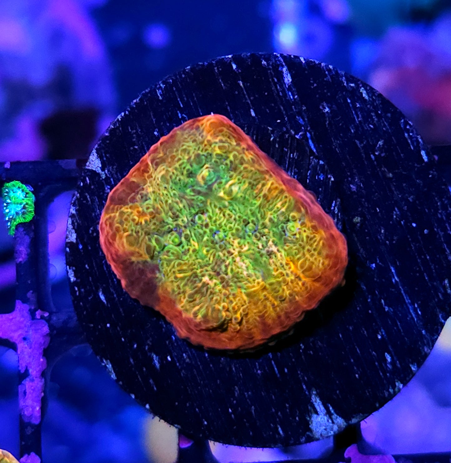 🔥🥵HF Ludicrous Chalice🥵🔥