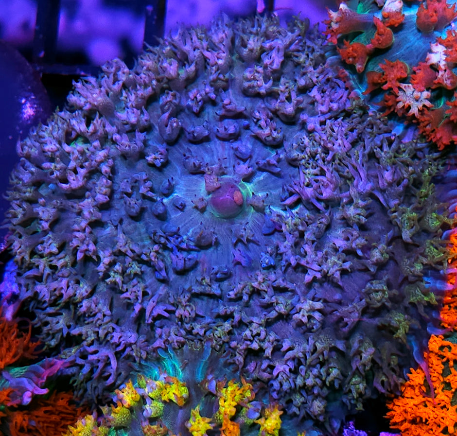 4" Queens Chambers St Thomas Mushroom