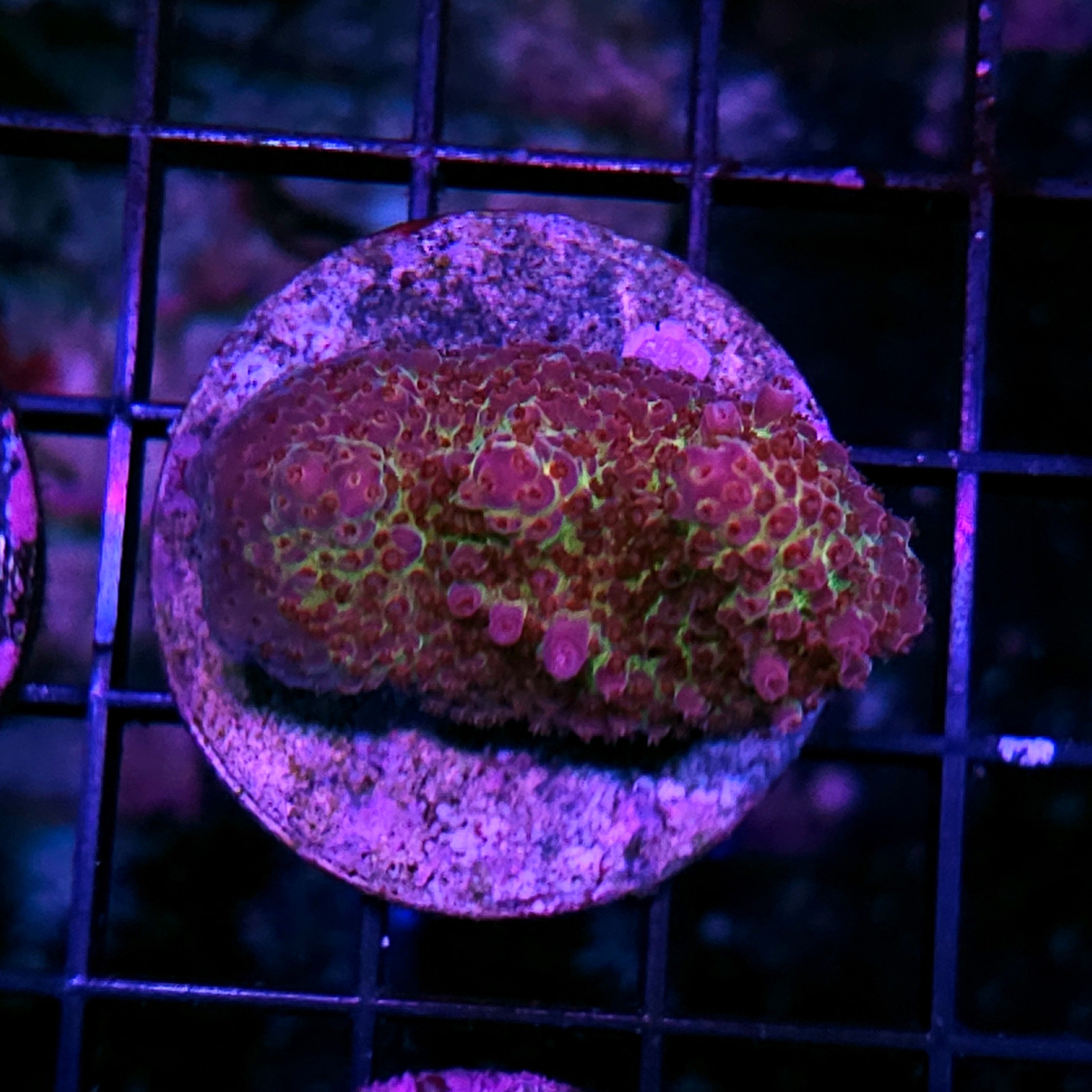 SPS Coral – Hellfire Frags