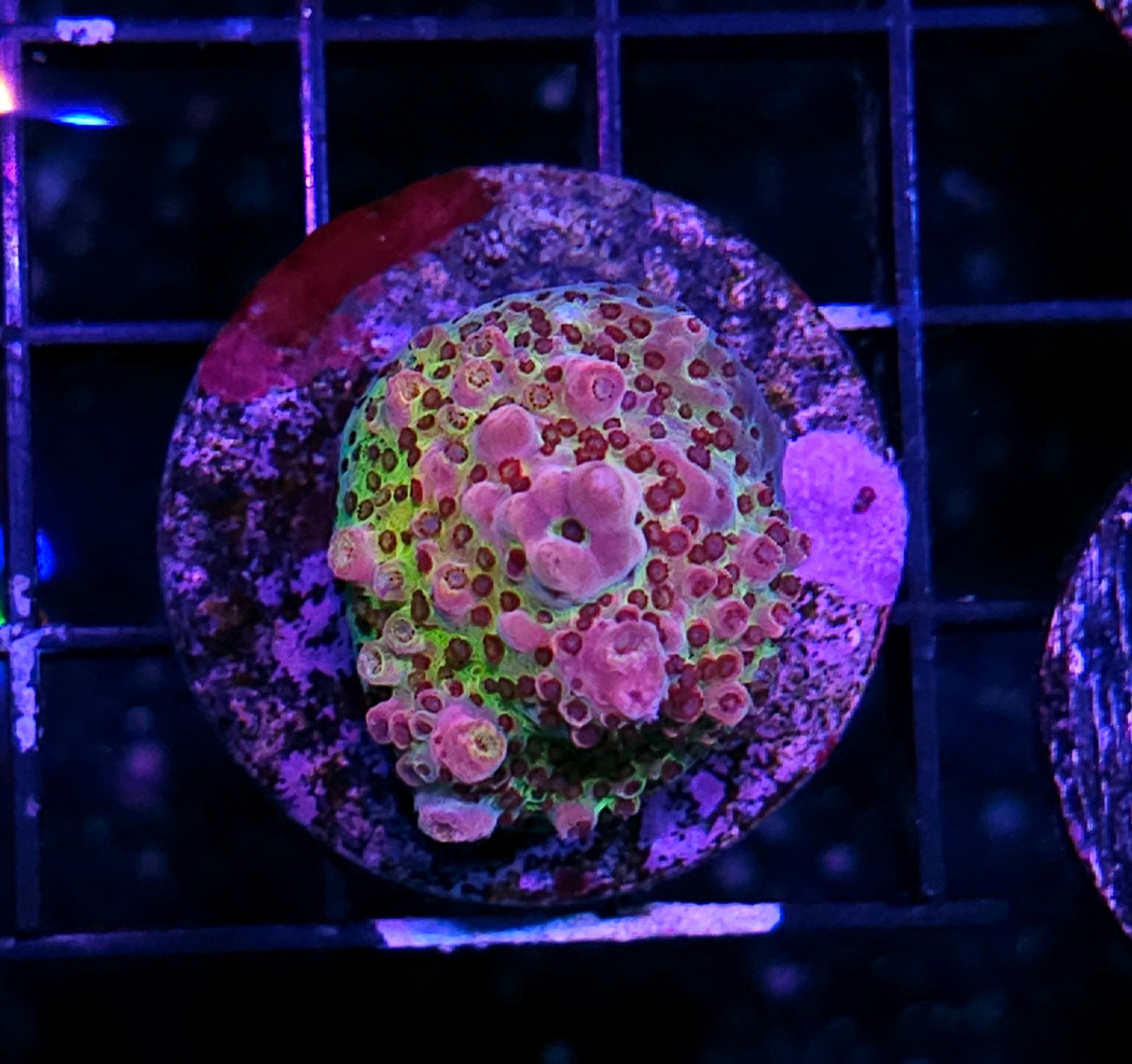 Rainbow Runts Acropora – Hellfire Frags