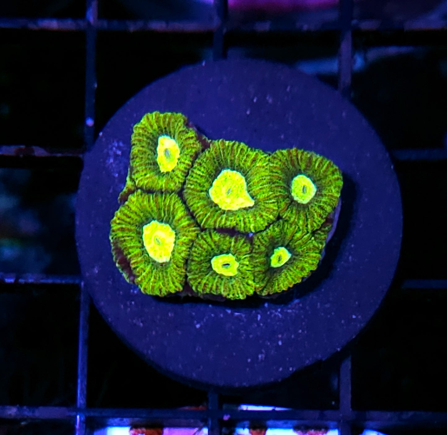 Lemon Lime Barabattoia