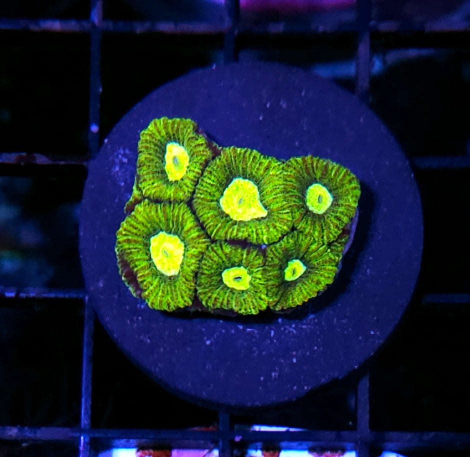 Lemon Lime Barabattoia