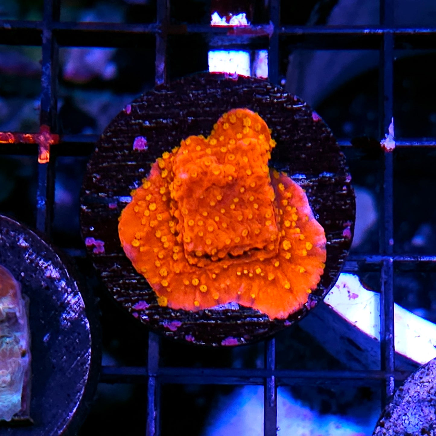 Sunburst Montipora
