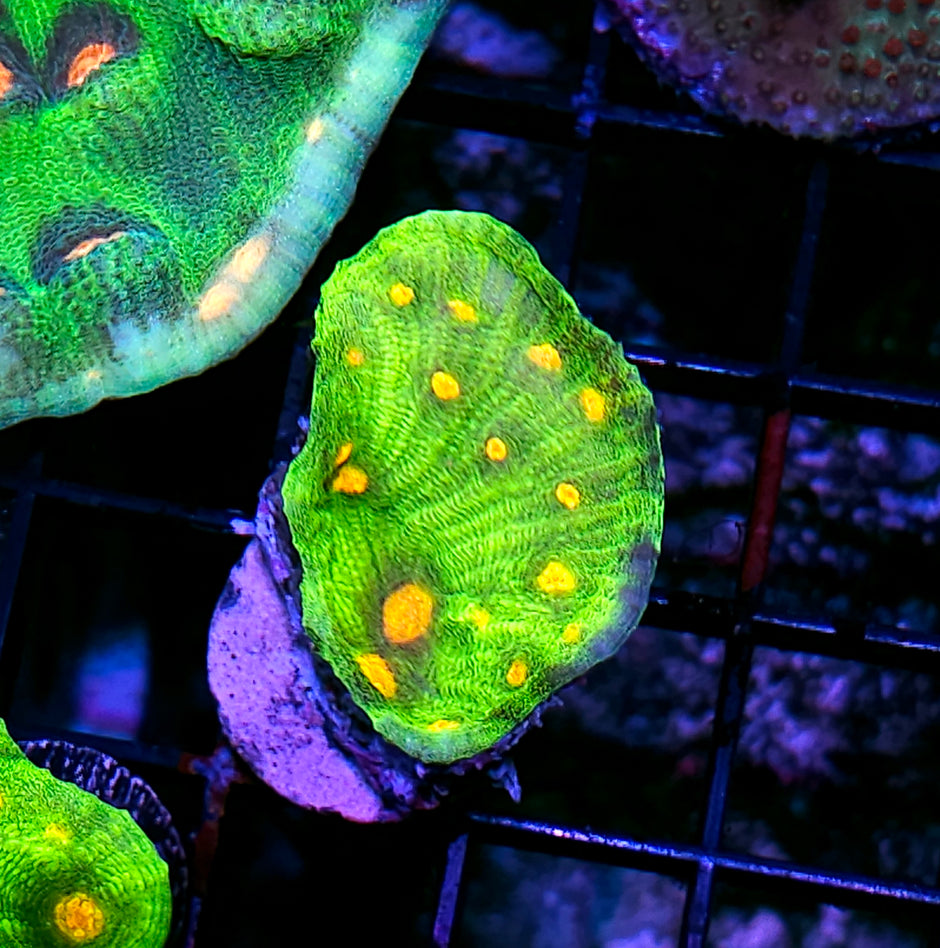 Space Invaders Chalice Colony