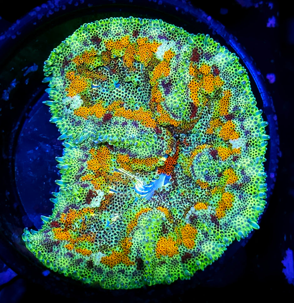Kaleidoscope Mini Carpet Anemone