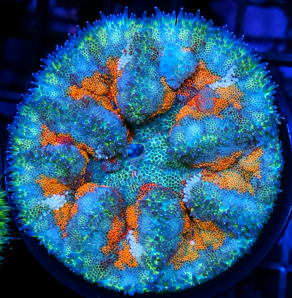 Hiroshima Mini Carpet Anemone