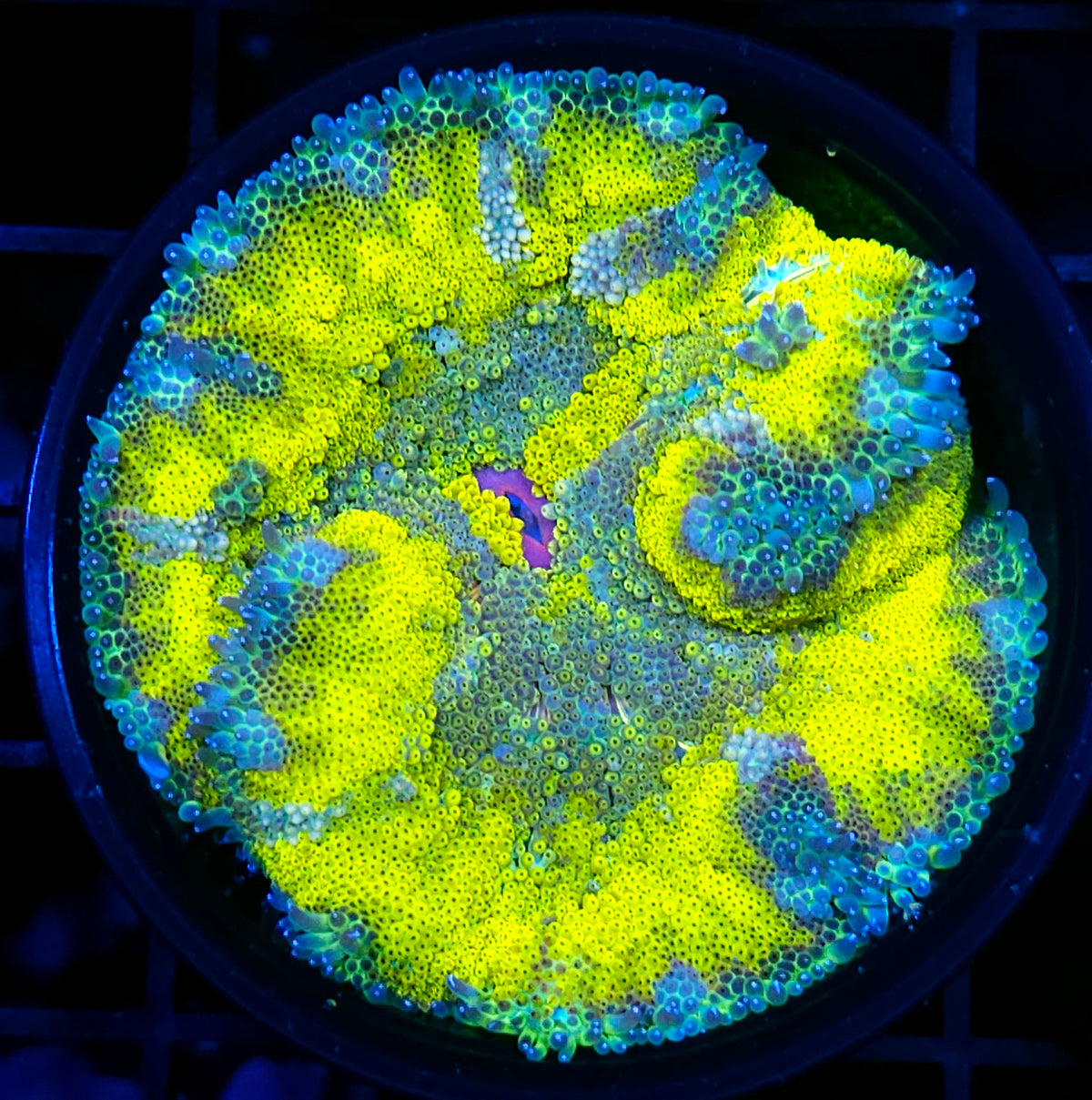 Yellow Jacket Mini Carpet Anemone – Hellfire Frags