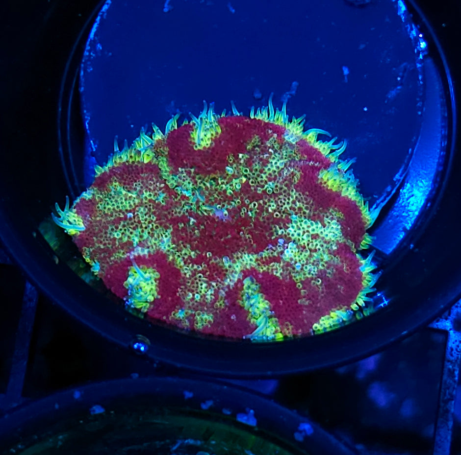 Red Dawn Mini Carpet Anemone