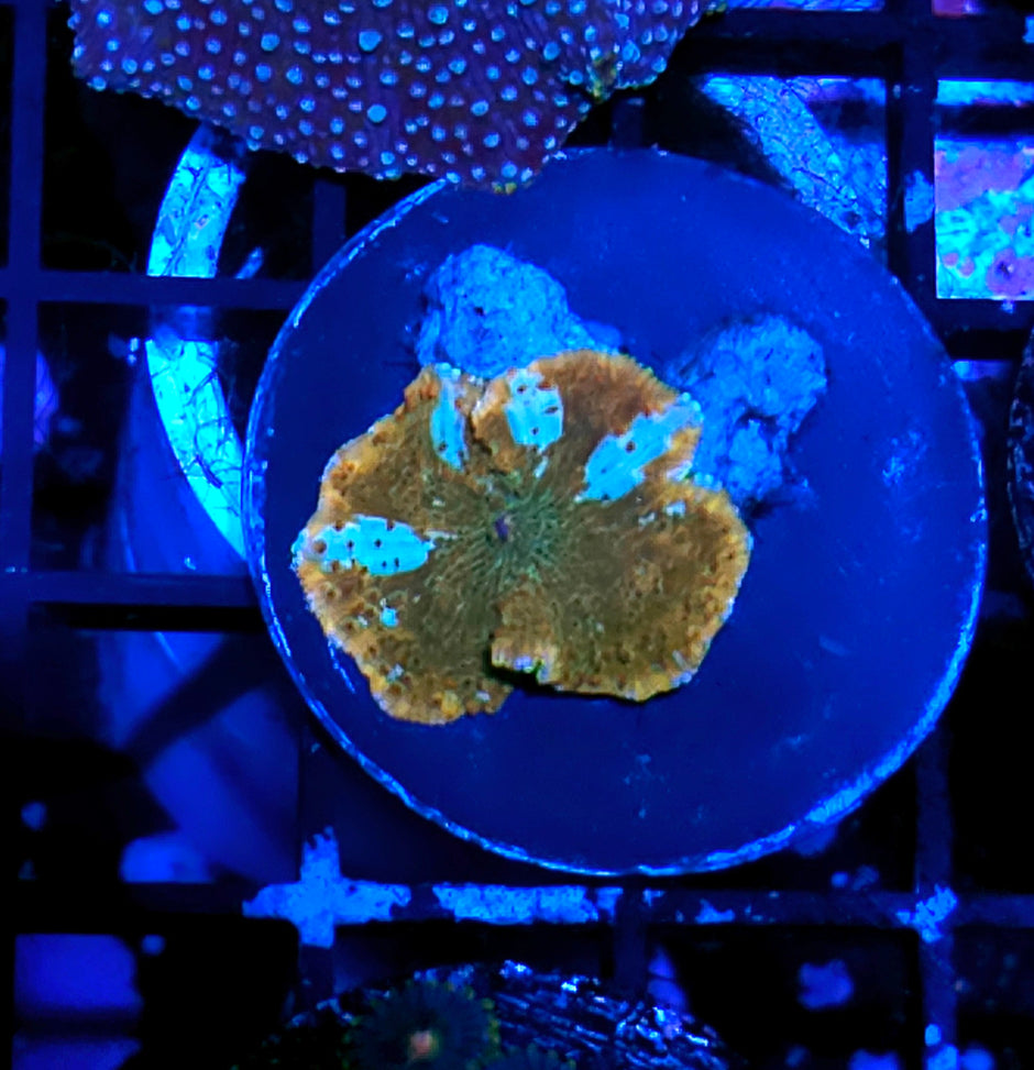 Child of Light Mushroom