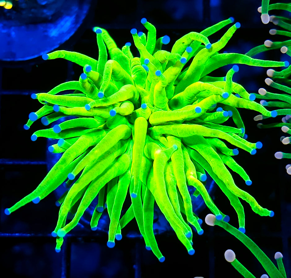 Closet Freak Holy Grail Torch