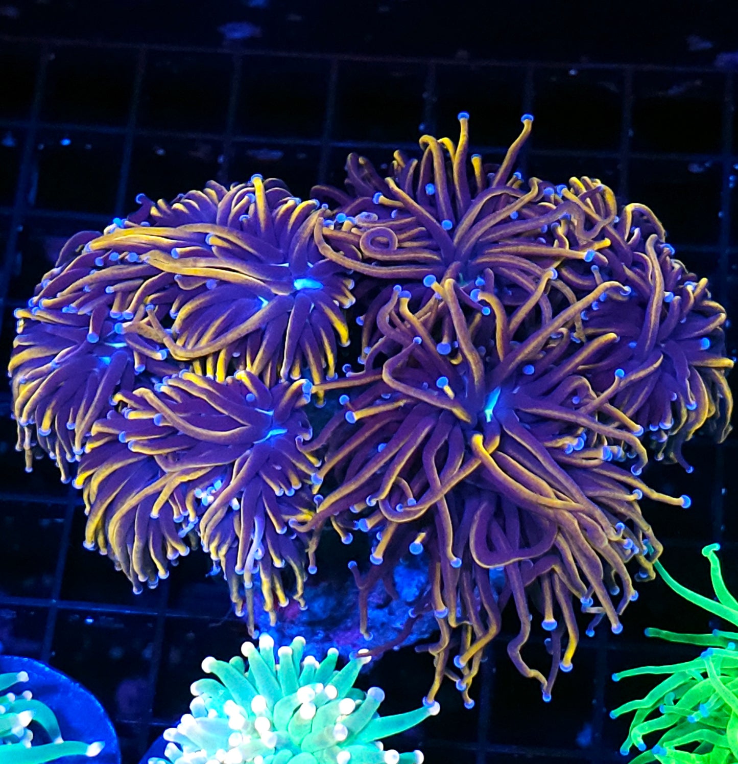 Approx 6-7 Head 24kt Torch Colony