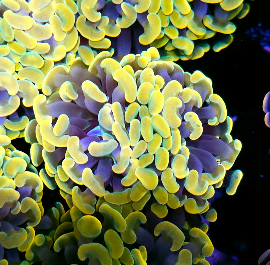 Viking Gold Branching Hammer