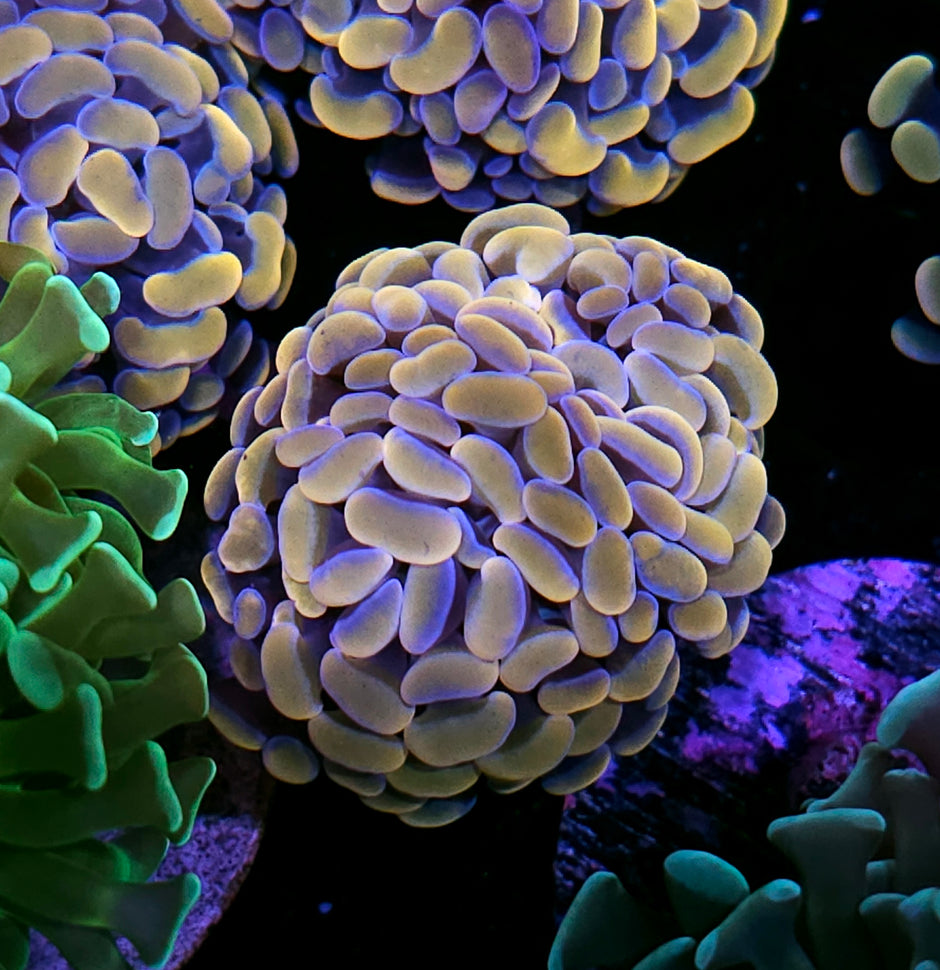 Wizard of OZ Branching Hammer