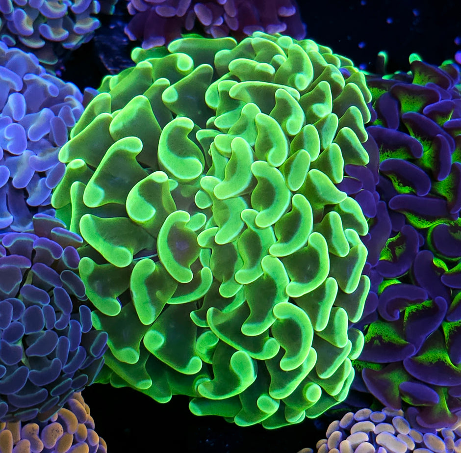 Fat Fat Head Sour Apple Branching Hammer