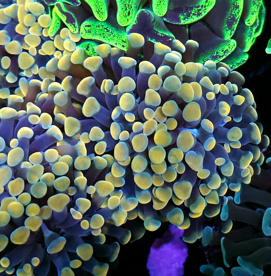 RARE Double Yellow Hologram Froghammer Hybrid