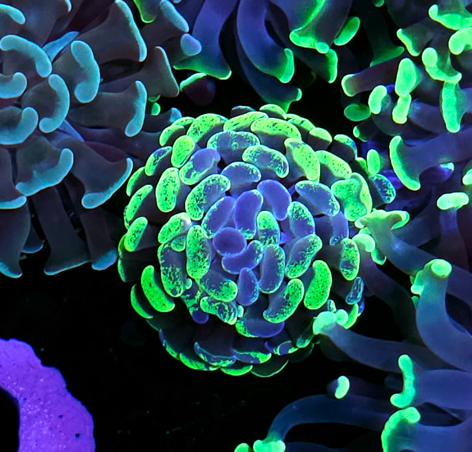 Uranium Splatter Branching Hammer