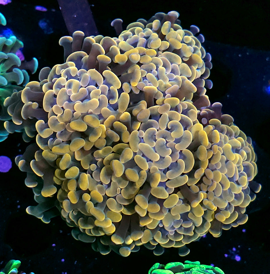 Approx 7 Head Wizard of OZ Branching Hammer Colony