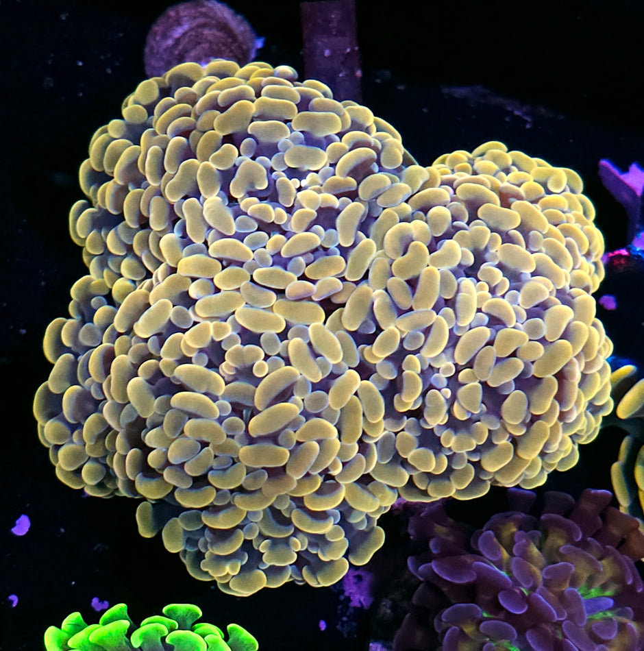 Approx 7 Head Wizard of OZ Branching Hammer Colony