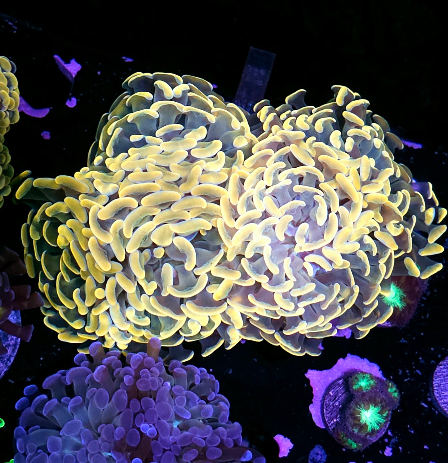 Approx 6-7 Head Golden Goose Branching Hammer Colony