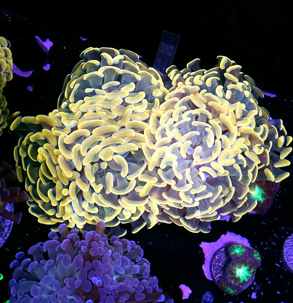 Approx 6-7 Head Golden Goose Branching Hammer Colony