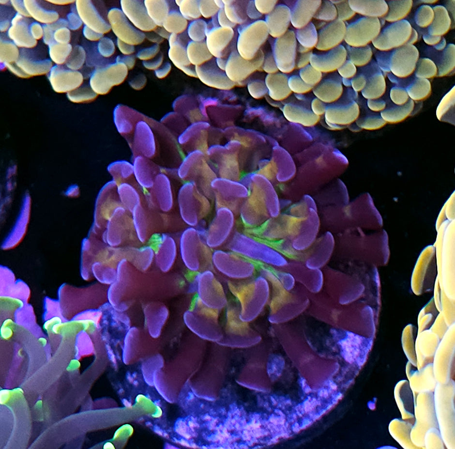 Nexus Branching Hammer