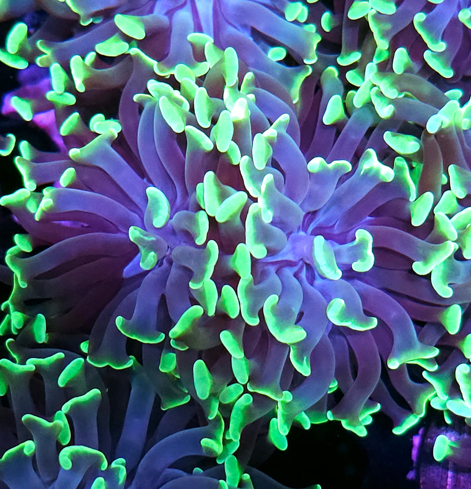 2 Head Green Hornet Branching Hammer