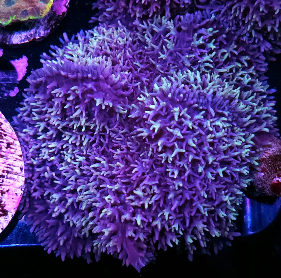 4" Alakazam Magic Carpet Mushroom