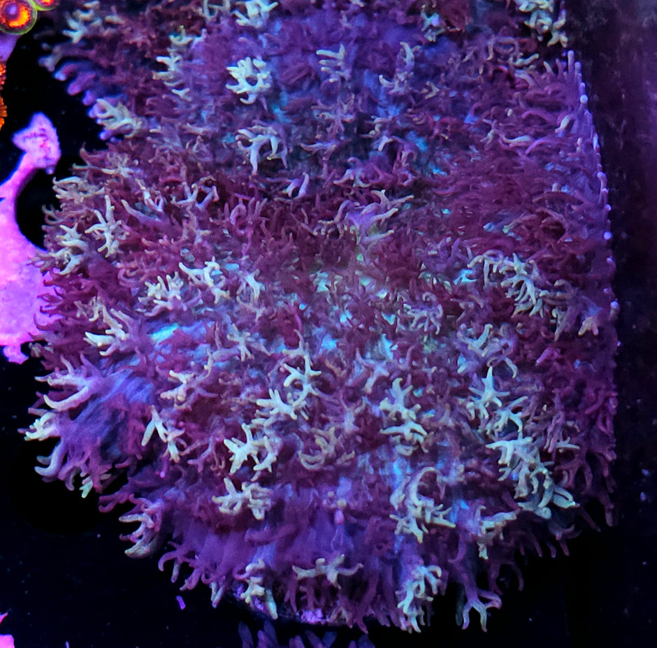 4" Shazam Magic Carpet Mushroom