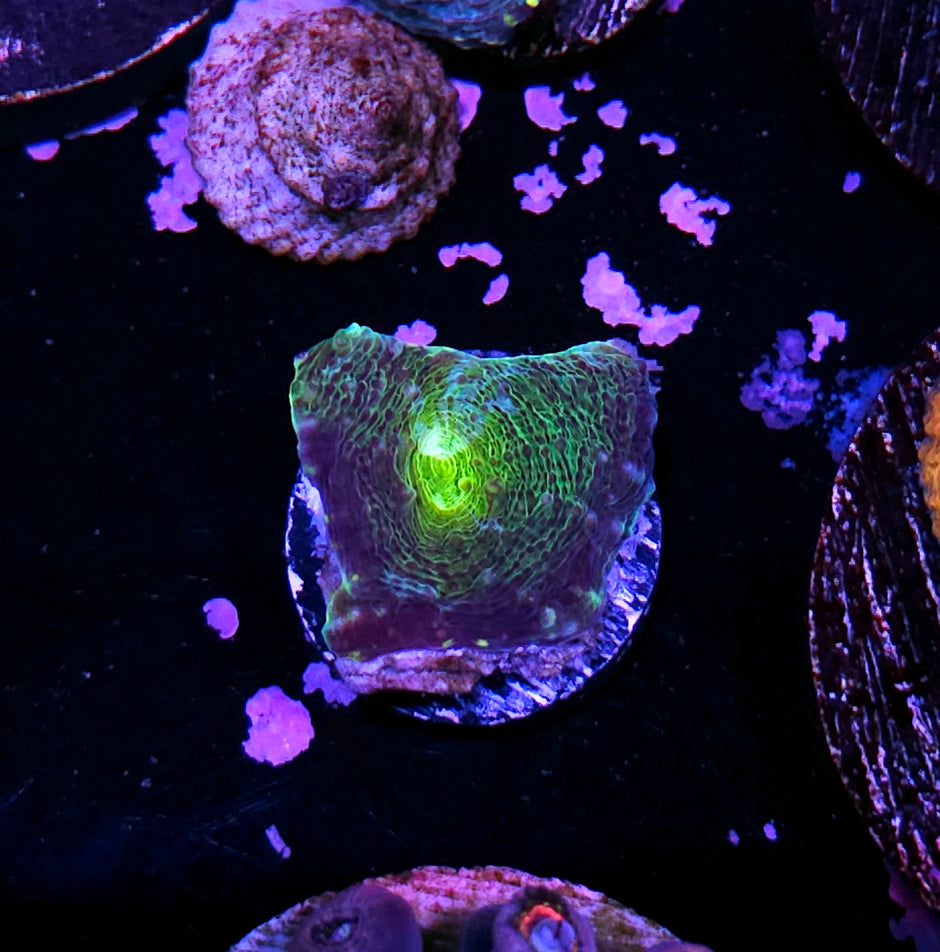 Electric Eye Acan Echinata