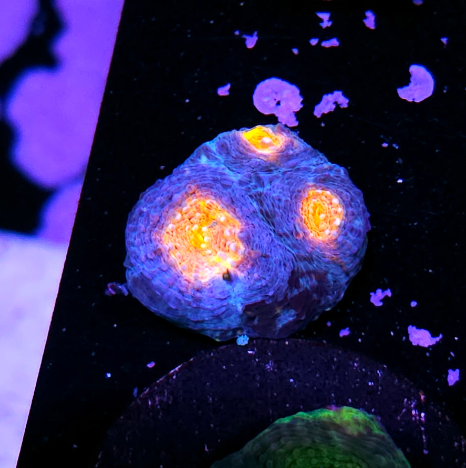 Fyre Island Acan Echinata