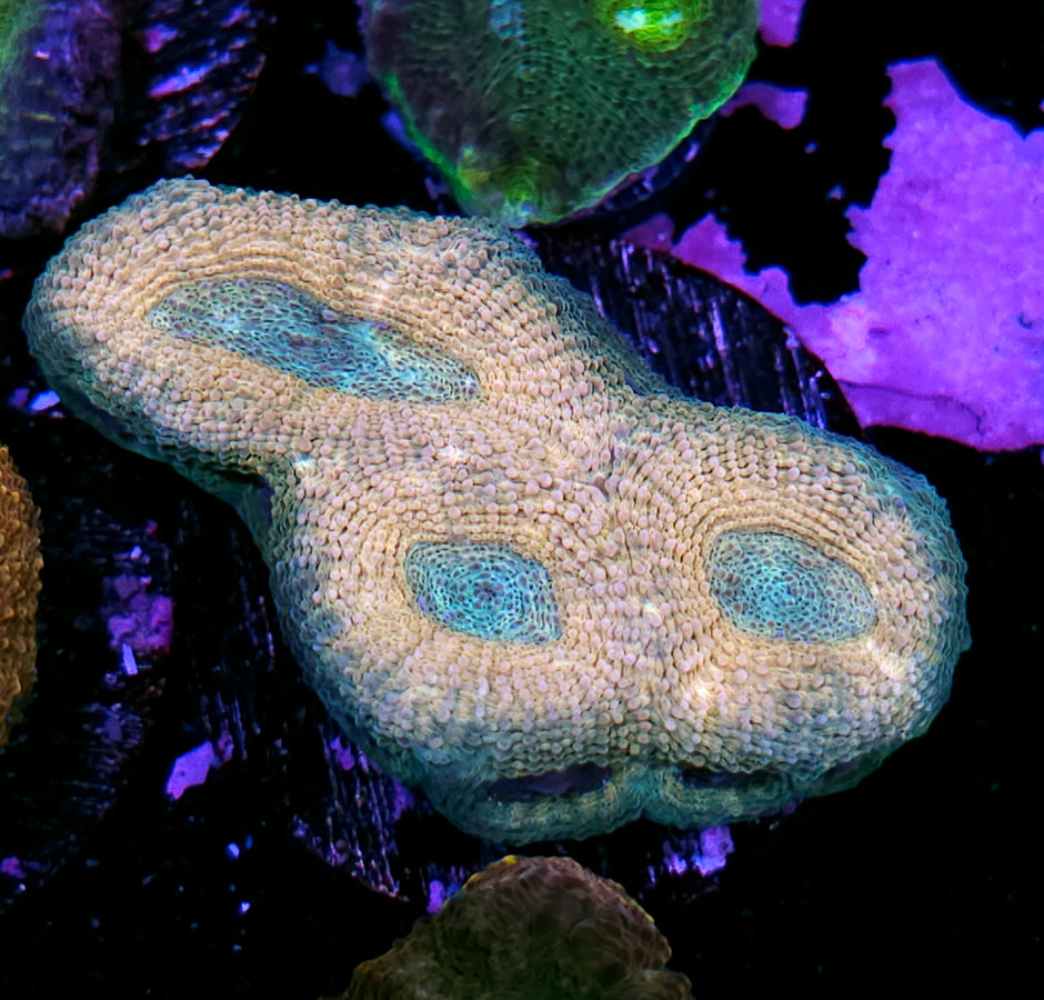 Afterlife Acan Echinata
