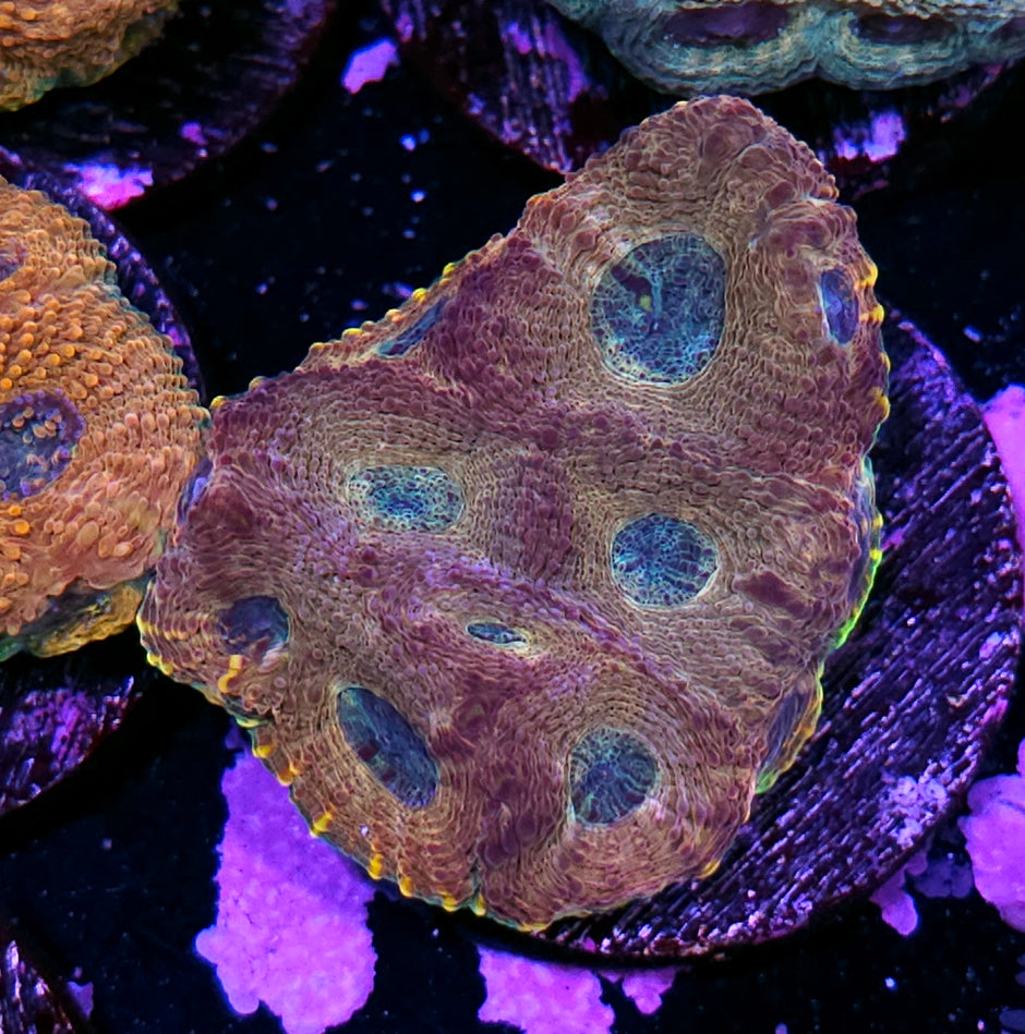 Stained Glass Acan Echinata Colony