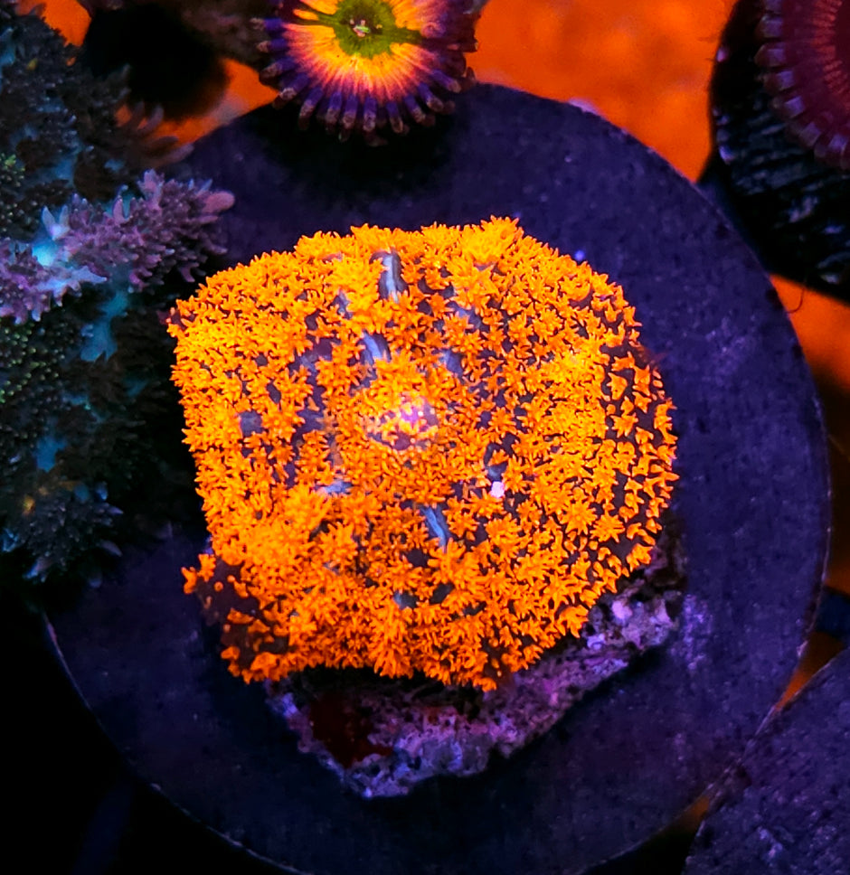 Forest Fire Mushroom RARE