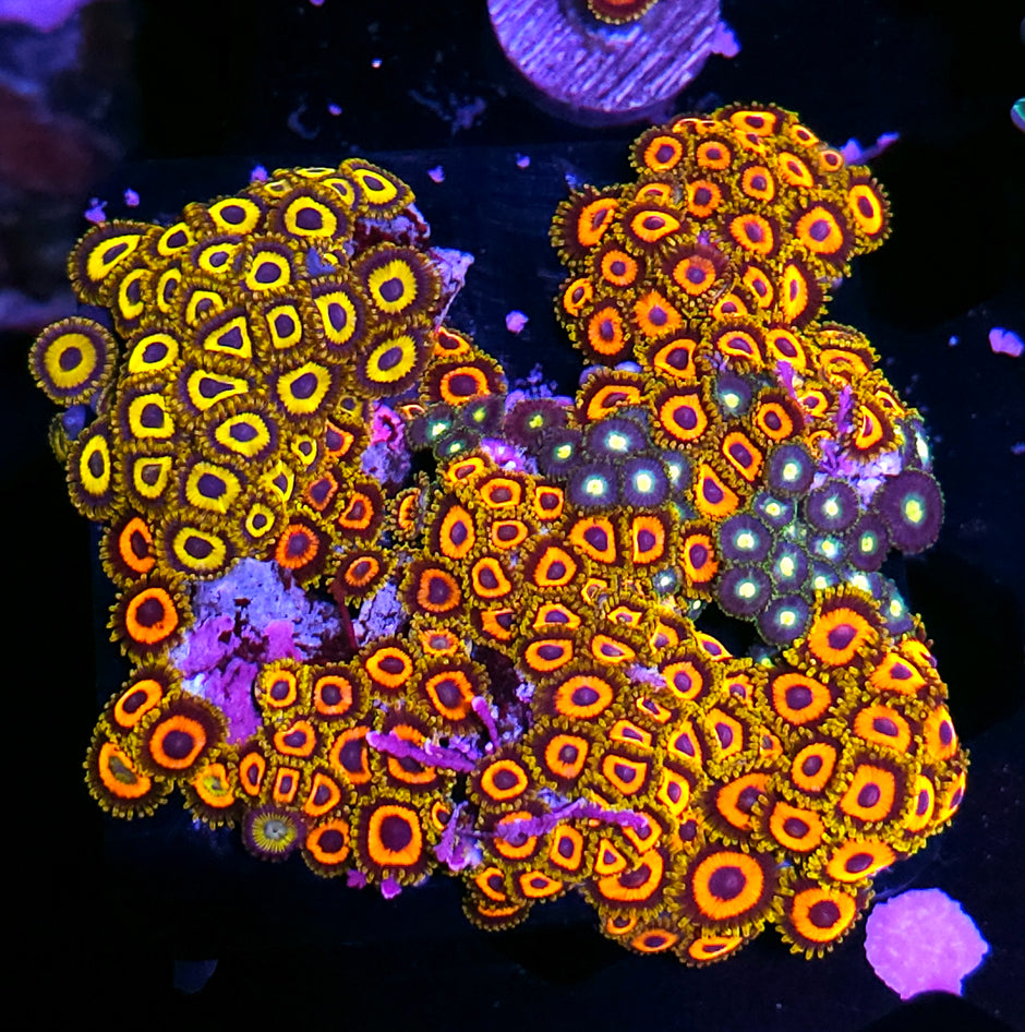 Funhouse Starlight & NGPH Mixed Zoa Colony