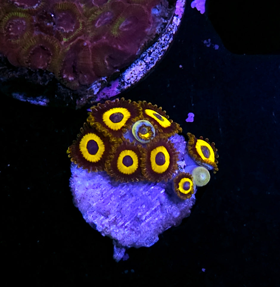 Next Generation Purple Hornet Zoas