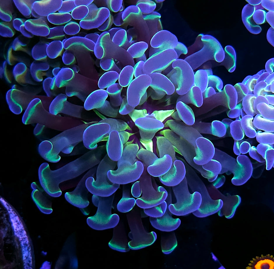 Hellfire Hologram Branching Hammer