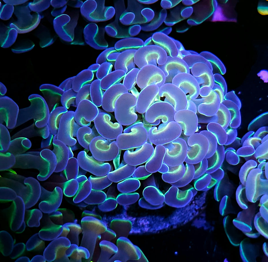 Rainbow Hologram Branching Hammer