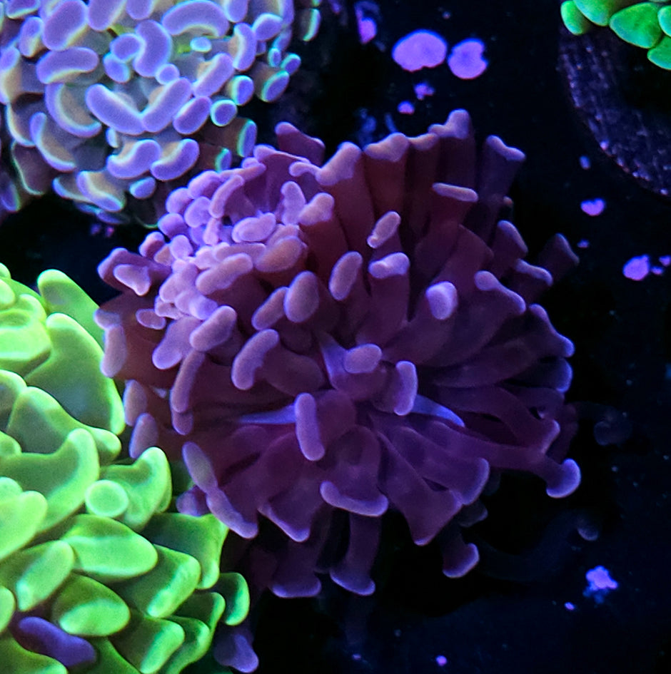 Rare Pink Branching Hammer