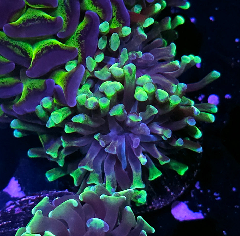 Ghouls Branching Hammer